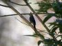 CostaRica06 - 127 * Long-tailed Silky-flycatcher